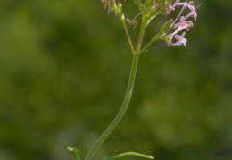 Centranthus angustifolius, Centranthe à feuilles étroites