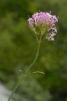 Centranthus angustifolius, Centranthe à feuilles étroites