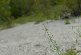 Centranthus angustifolius, Centranthe à feuilles étroites