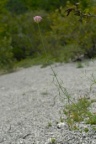 Centranthus angustifolius, Centranthe à feuilles étroites