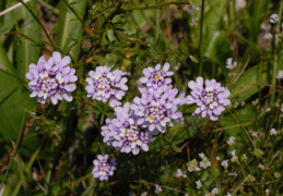 Iberis intermedia, Ibéris intermédiaire