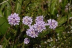 Iberis intermedia, Ibéris intermédiaire