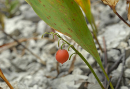 Convallaria majalis, Muguet