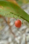 Convallaria majalis, Muguet