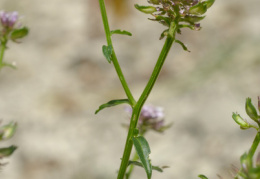 Iberis intermedia, Ibéris intermédiaire