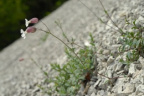 Silene vulgaris subsp. glareosa, Silène des glariers