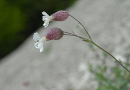 Silene vulgaris subsp. glareosa, Silène des glariers