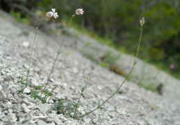 Silene vulgaris subsp. glareosa, Silène des glariers