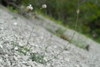 Silene vulgaris subsp. glareosa, Silène des glariers