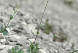 Silene vulgaris subsp. glareosa, Silène des glariers