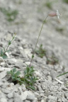 Silene vulgaris subsp. glareosa, Silène des glariers