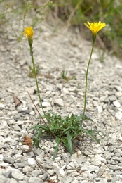Leontodon hispidus subsp. hyoseroides, Liondent hyoséroide