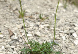 Leontodon hispidus subsp. hyoseroides, Liondent hyoséroide