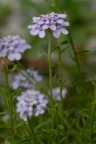 Iberis intermedia, Ibéris intermédiaire