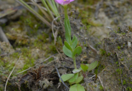 Centaurium pulchellum, Petite centaurée élégante