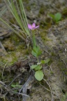 Centaurium pulchellum, Petite centaurée élégante