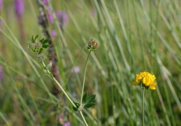 Lotus pedunculatus, Lotier des marais