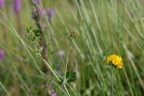 Lotus pedunculatus, Lotier des marais