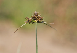 Cyperus fuscus, Souchet brun noirâtre