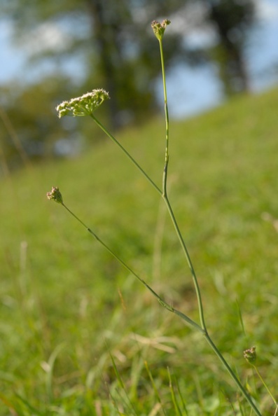 20070818_170736_damphreux_bb.jpg