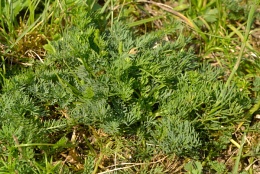 Seseli montanum, Séséli des montagnes