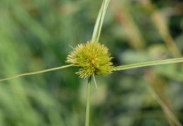 Carex bohemica, Laiche de Bohème