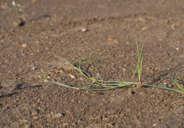 Juncus bulbosus, Jonc bulbeux