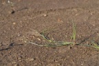 Juncus bulbosus, Jonc bulbeux
