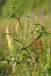 Bidens tripartita, Bident triparti