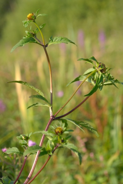 20070818_173617_damphreux_bb.jpg