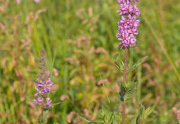 Lythrum salicaria, Salicaire commune