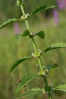 Lycopus europaeus, Lycope d'Europe