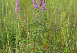 Lythrum salicaria, Salicaire commune