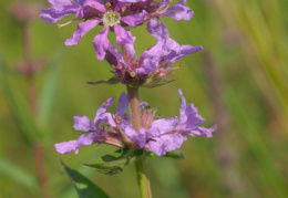 Lythrum salicaria, Salicaire commune