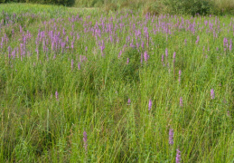 Lythrum salicaria, Salicaire commune