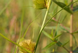 Carex bohemica, Laiche de Bohème