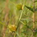20070818_174151_damphreux_bb.jpg
