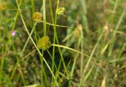 Carex bohemica, Laiche de Bohème