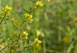 Rorippa palustris, Cresson des marais