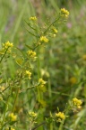 Rorippa palustris, Cresson des marais