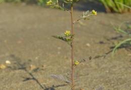 Rorippa palustris, Cresson des marais