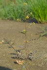 Rorippa palustris, Cresson des marais