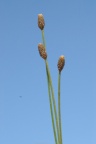 Eleocharis ovata, Héléocharis ovale