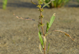 Rumex maritimus, Rumex maritime