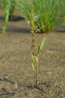 Rumex maritimus, Rumex maritime