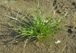 Cyperus fuscus, Souchet brun noirâtre