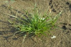 Cyperus fuscus, Souchet brun noirâtre
