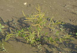 Rumex maritimus, Rumex maritime