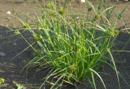 Carex bohemica, Laiche de Bohème