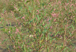 Polygonum lapathifolium, Renouée à feuilles de patience